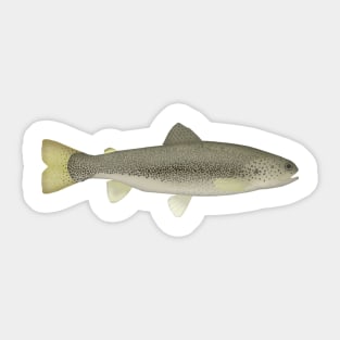 Draa Trout Sticker